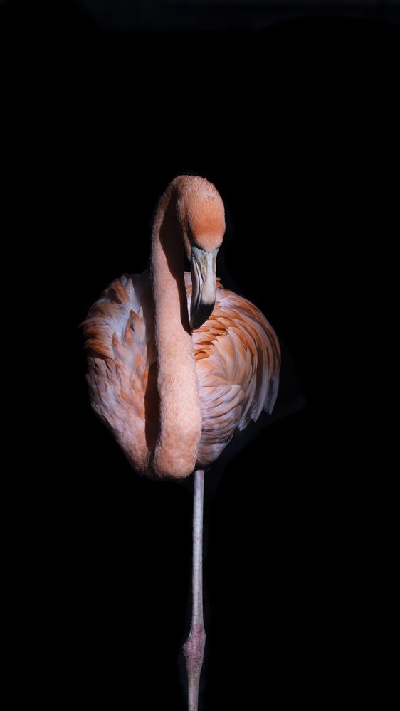 Photograph by Weinand de Koster