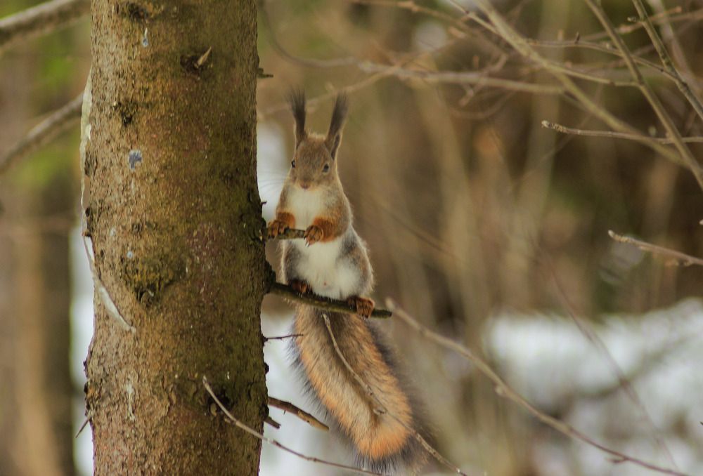Лесная жительница