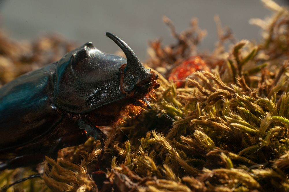 Photograph by Виталий Маслов