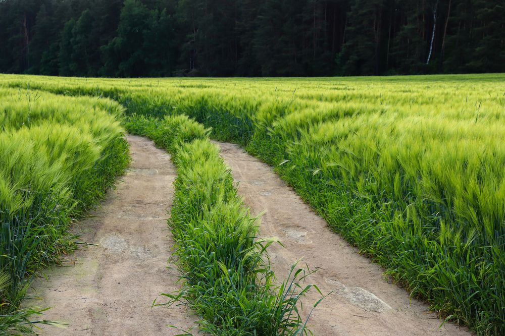Дорога через зеленое пшеничное поле.