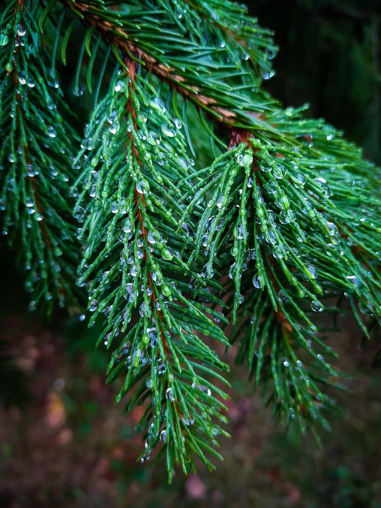 Зеленая еловая ветка после дождя.