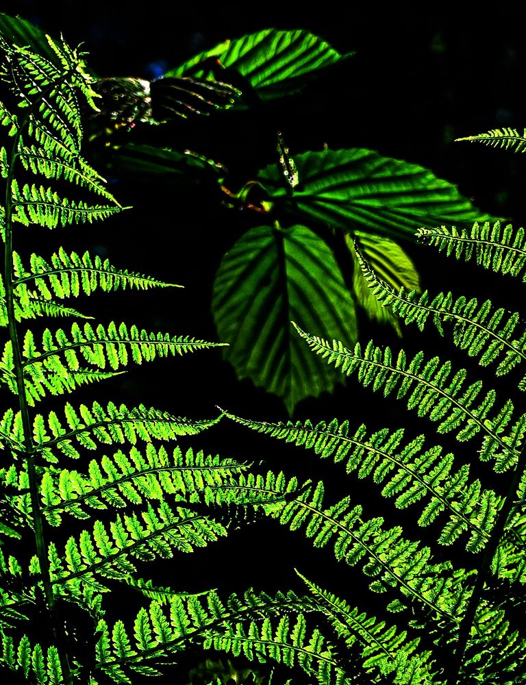 В зеленой чаще