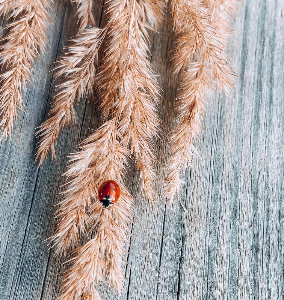 Photograph by Катерина