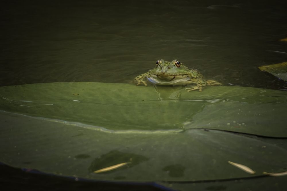 Любопытная лягушка.