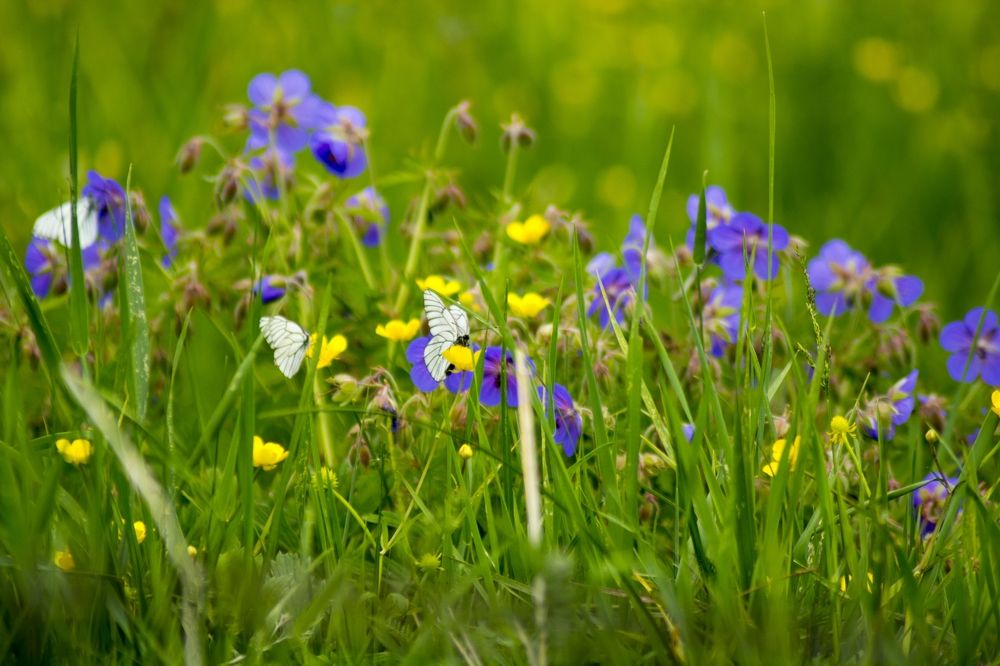 Photograph by Михаил Лавренков