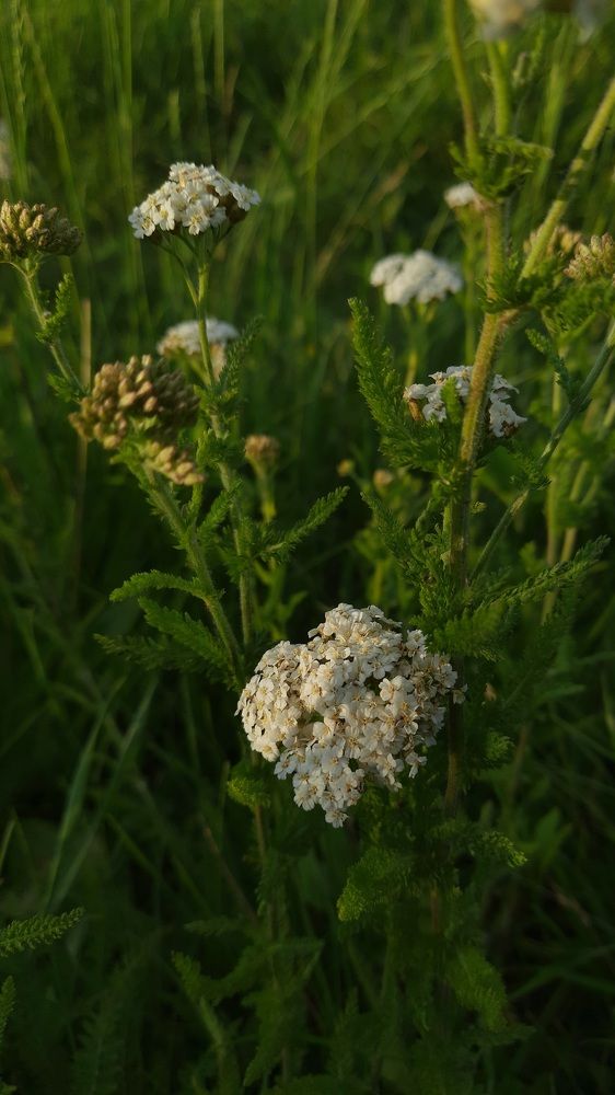 Photograph by Анжелика Сороколетова