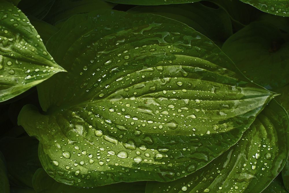 Листья после дождя