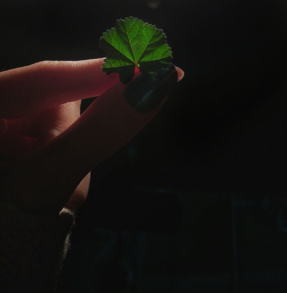 Photograph by Violet Kolahi