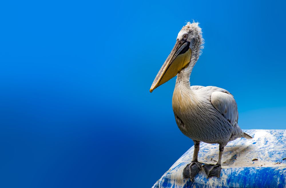 Photograph by Mahmoodreza Noraei