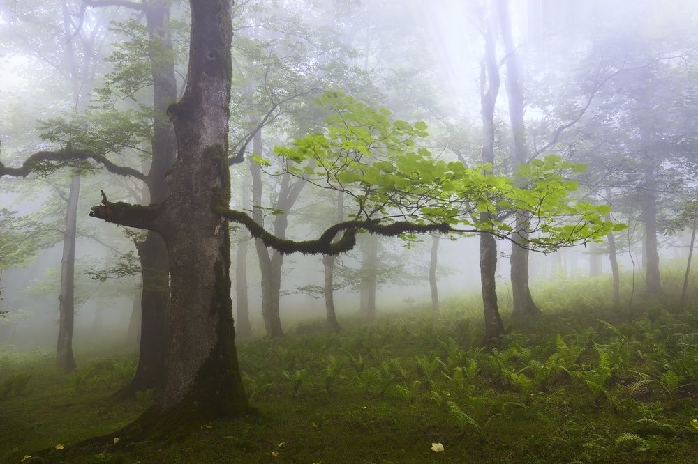 Photograph by Mamdouhi Saeed