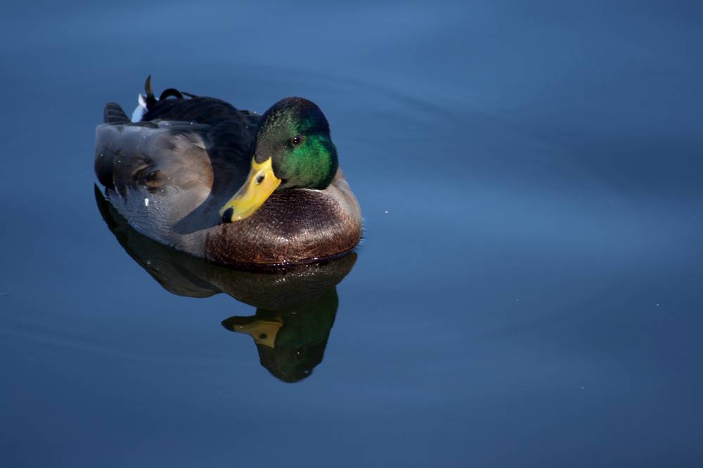 Photograph by Ирина Вассерлауф