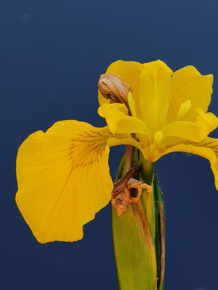 Photograph by Александр Гоцуляк