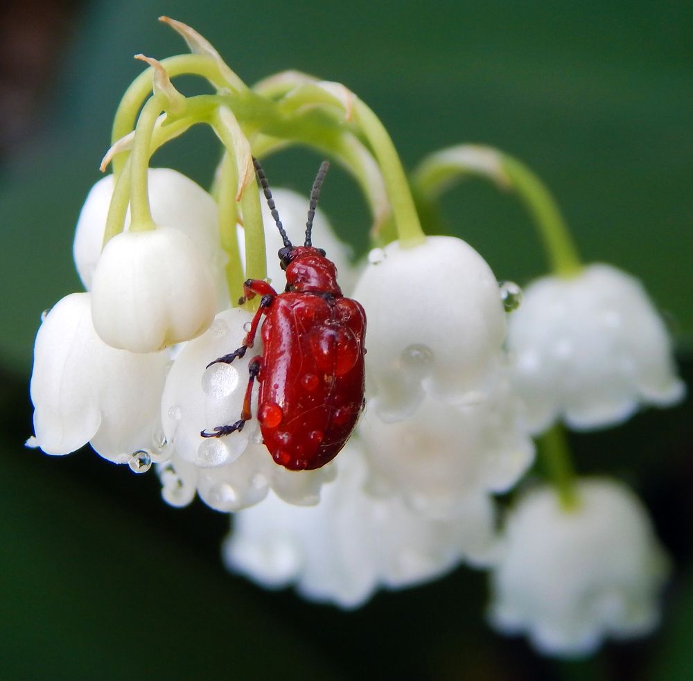 Photograph by Наталья Соколова