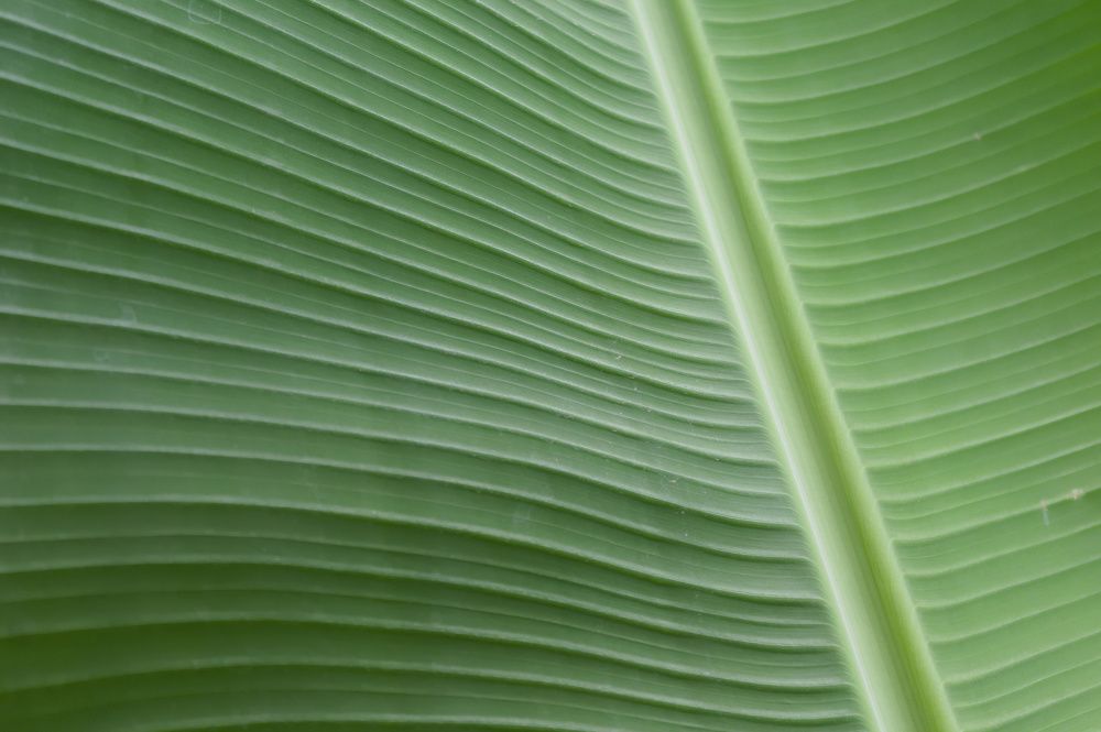 Photograph by Guillermo Topp