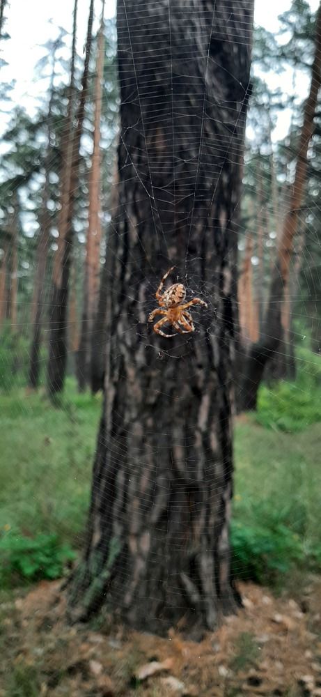 Photograph by Ирина