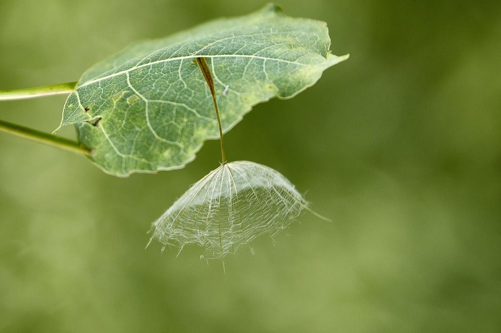 Дама в шляпке