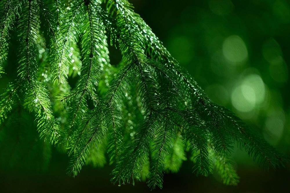 Photograph by Андрей Халемонец