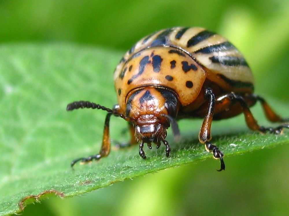 Колорадский картофельный жук.