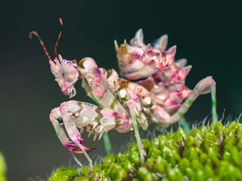 Photograph by Olga Link