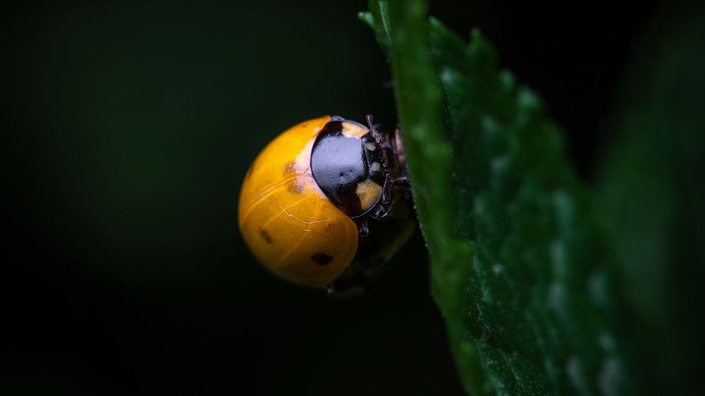 Photograph by Михаил Шпирко