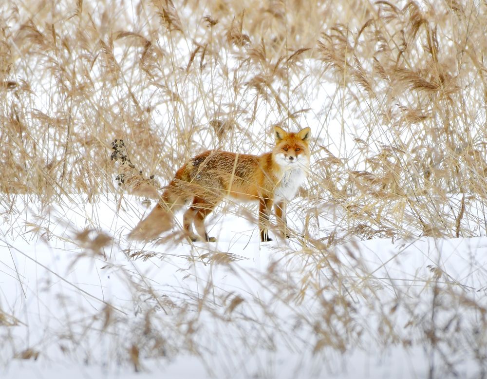 Photograph by Елена