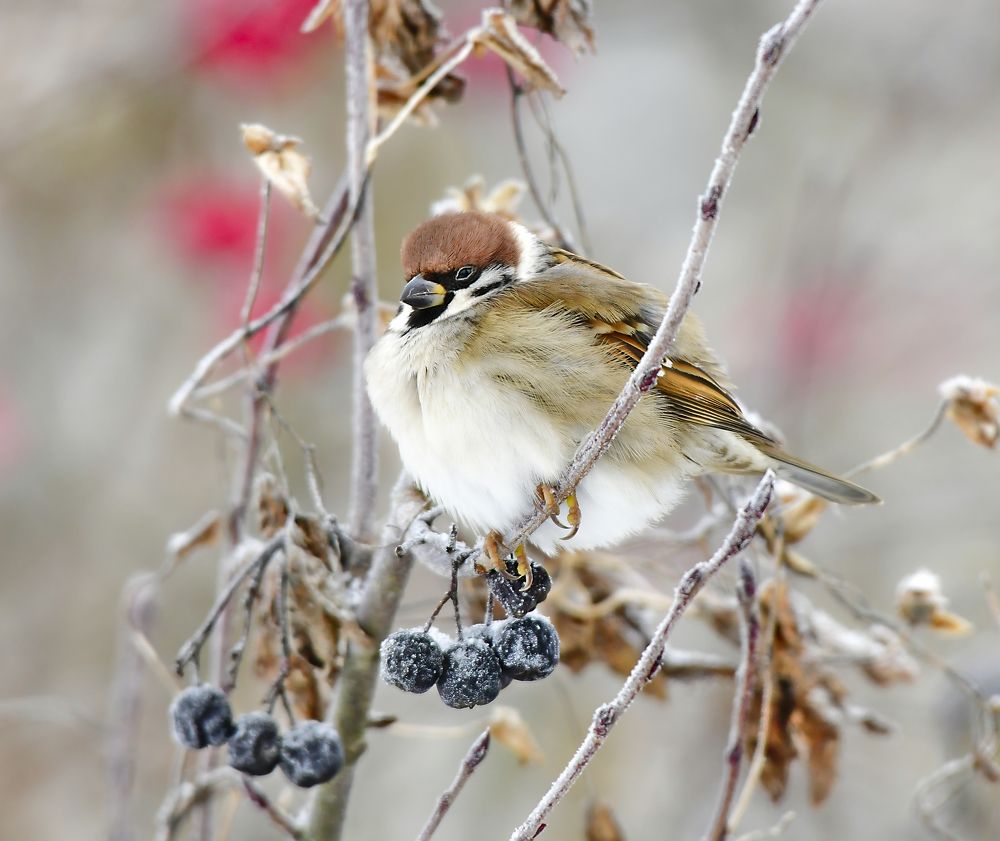 Photograph by Елена