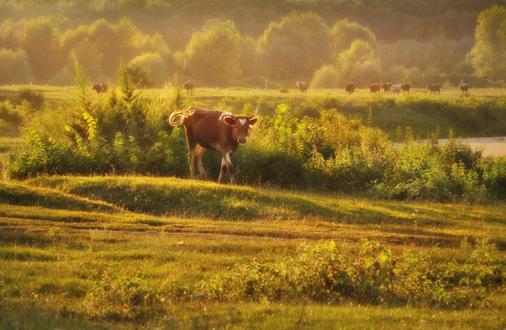 Photograph by Инна Буглак