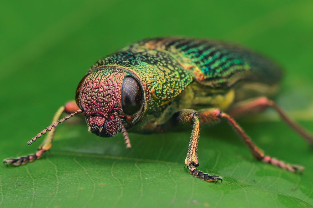 Photograph by Sunil Kumar paswan