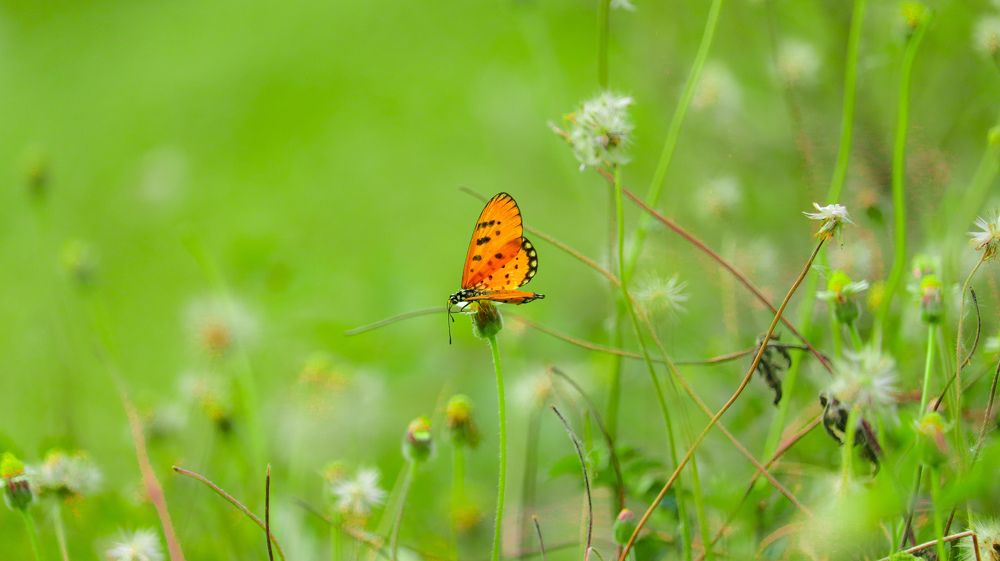 Photograph by Hari Nivas