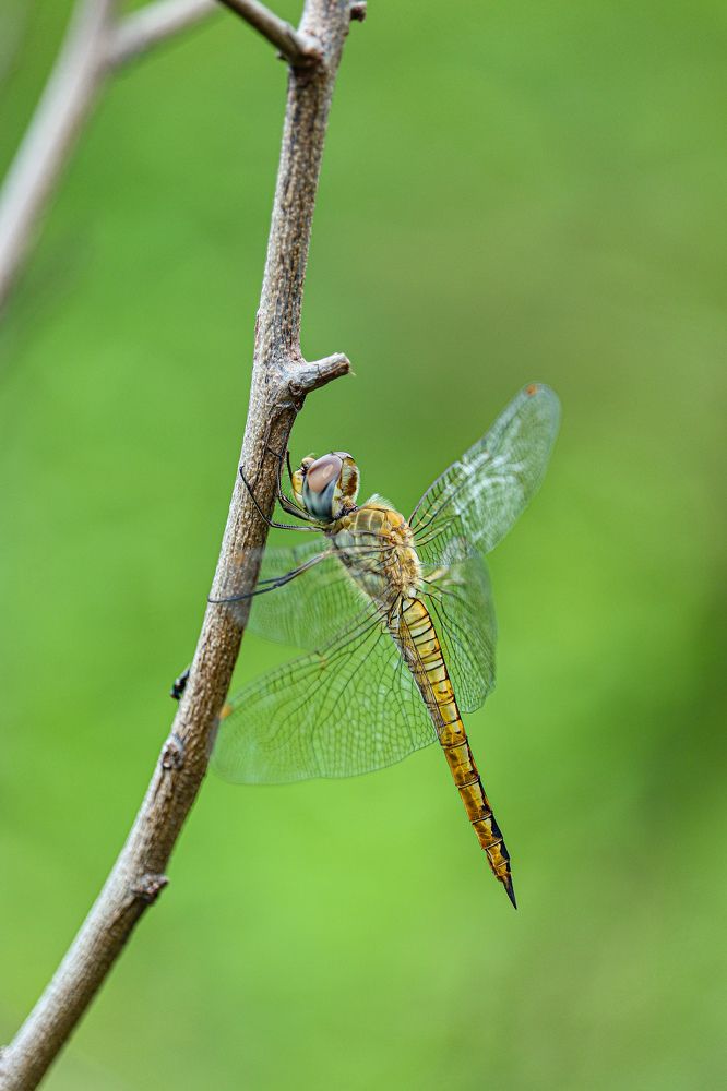 Photograph by Hari Nivas