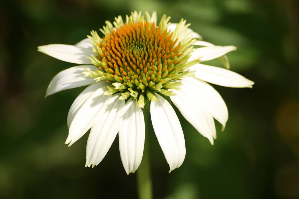 Photograph by Ирина Вассерлауф