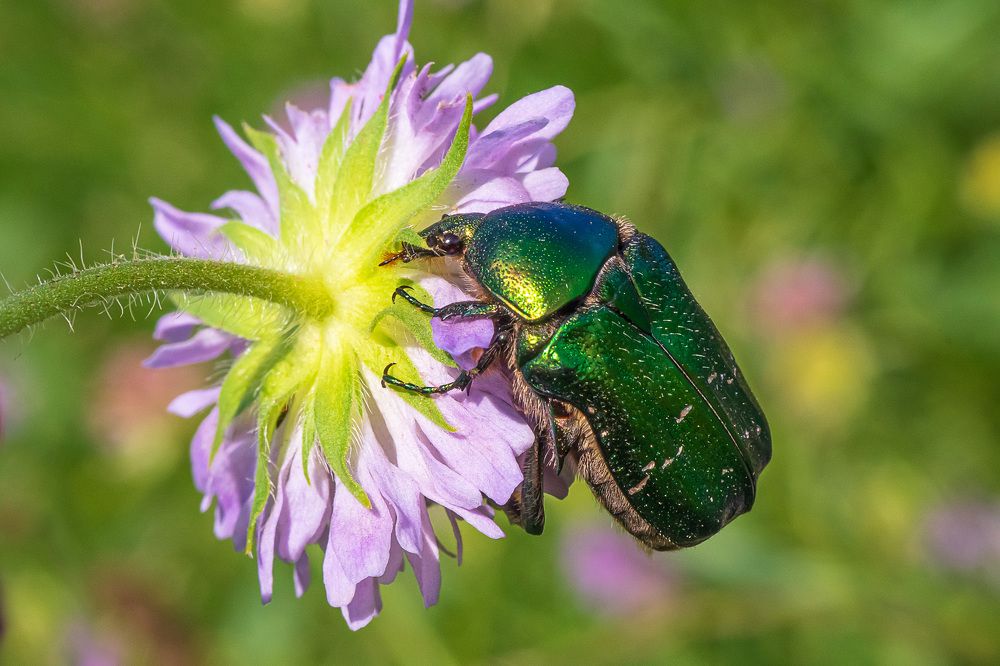 Фотография автора Николай Бологов