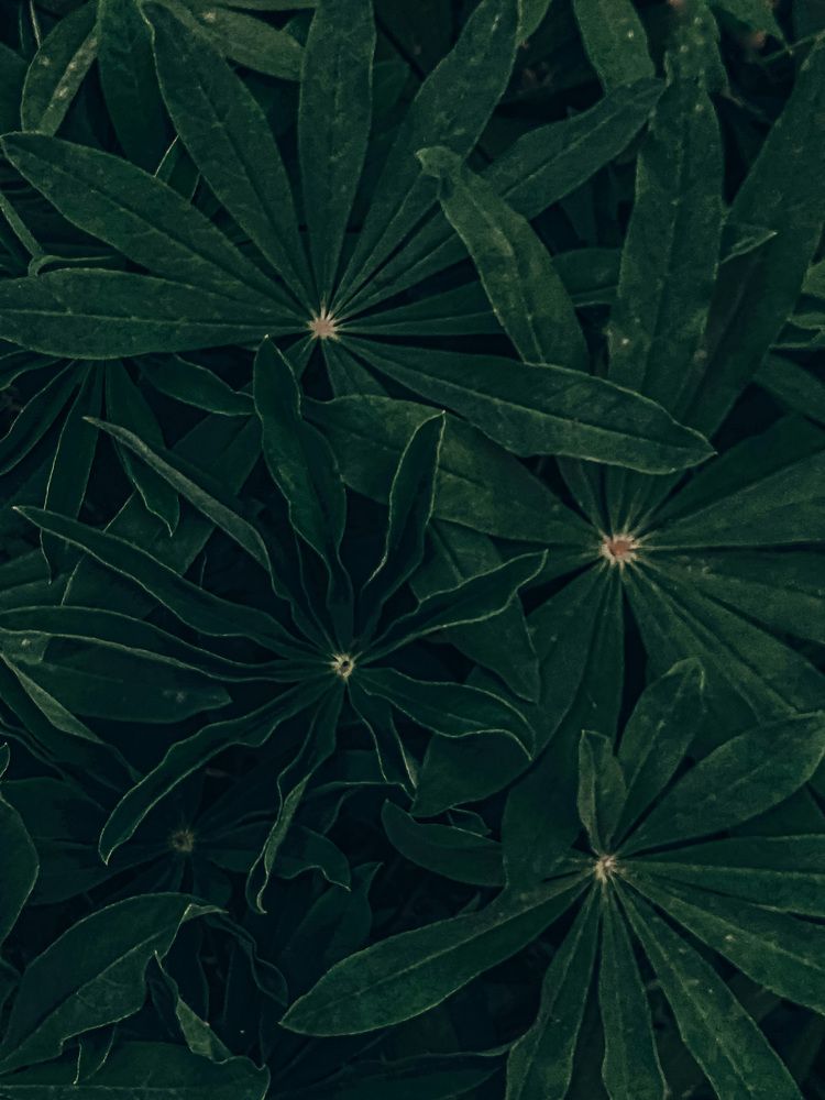 Photograph by Алла Творогова