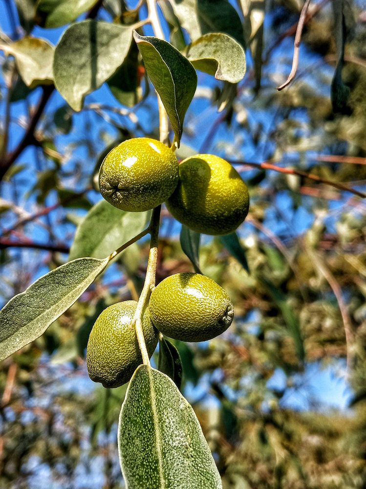 Фотография автора hakan mohammadi