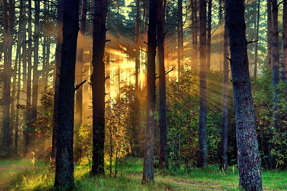 Photograph by Александр Лазебник