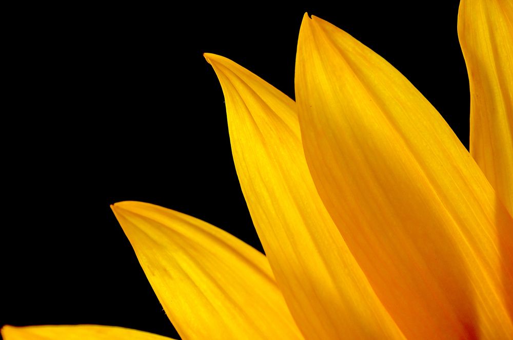 Photograph by Sahar Jafari