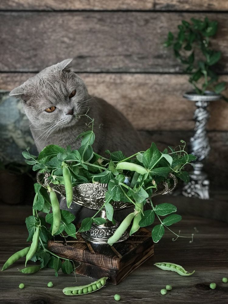 Photograph by Наталья Перерва