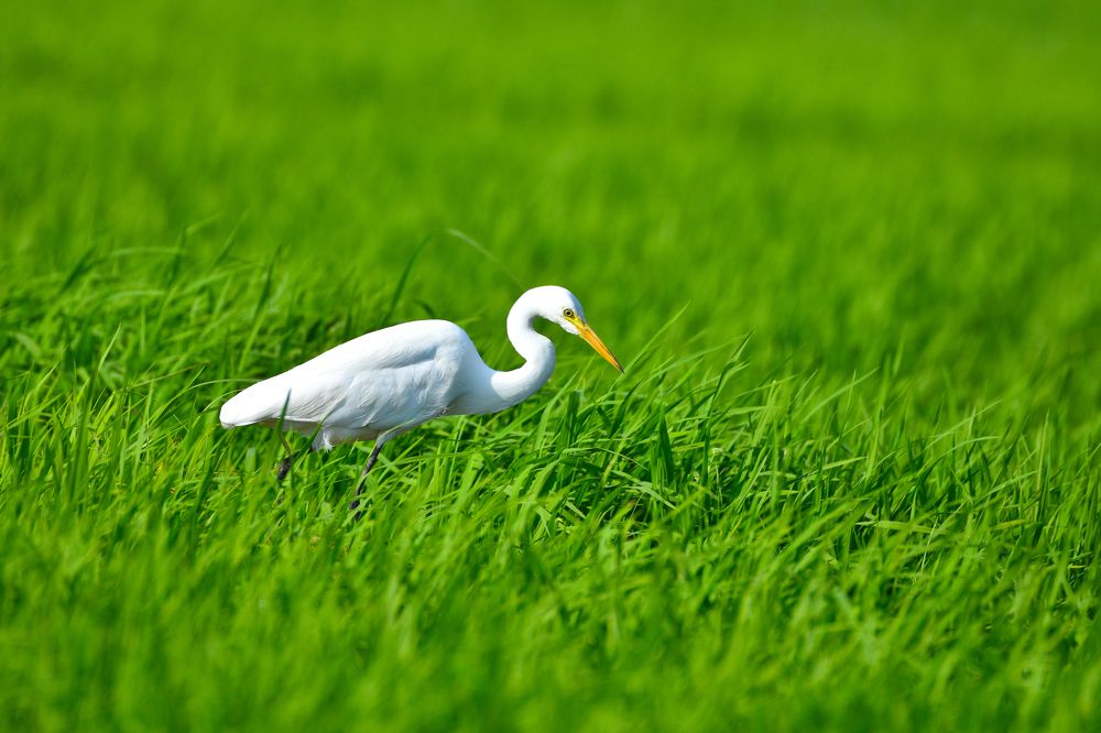 Фотография автора Veepul Rege