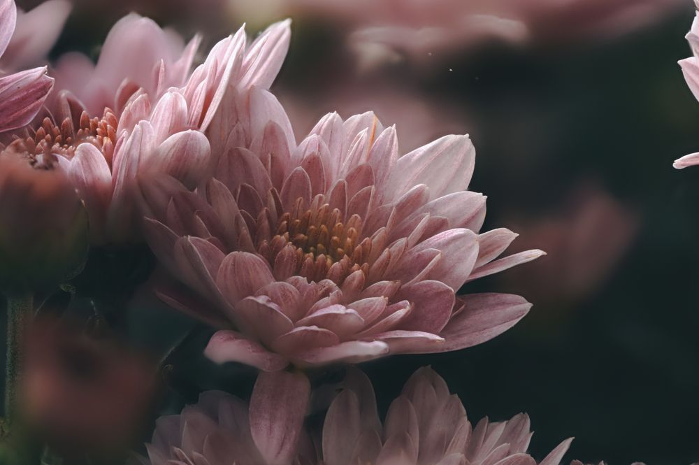 Photograph by Виталий Богачев