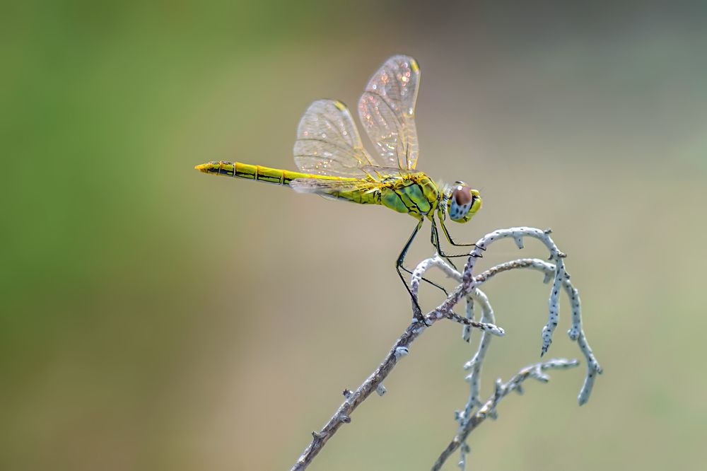 Photograph by Марина Ческис