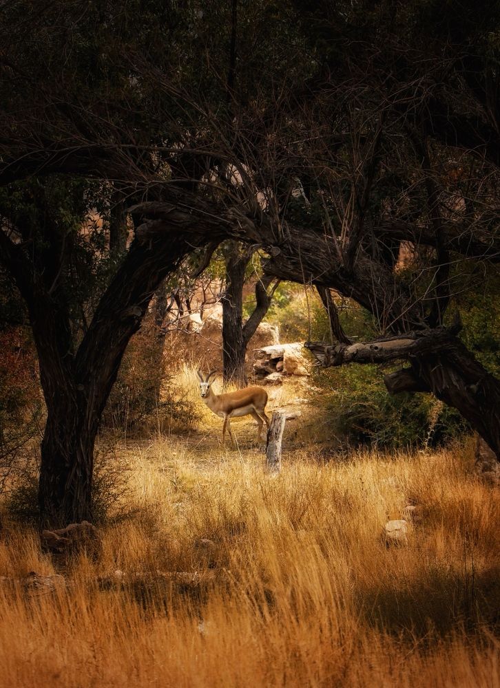 Photograph by Hamide Jafari