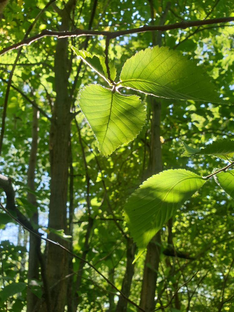 Photograph by Ирина Мусина