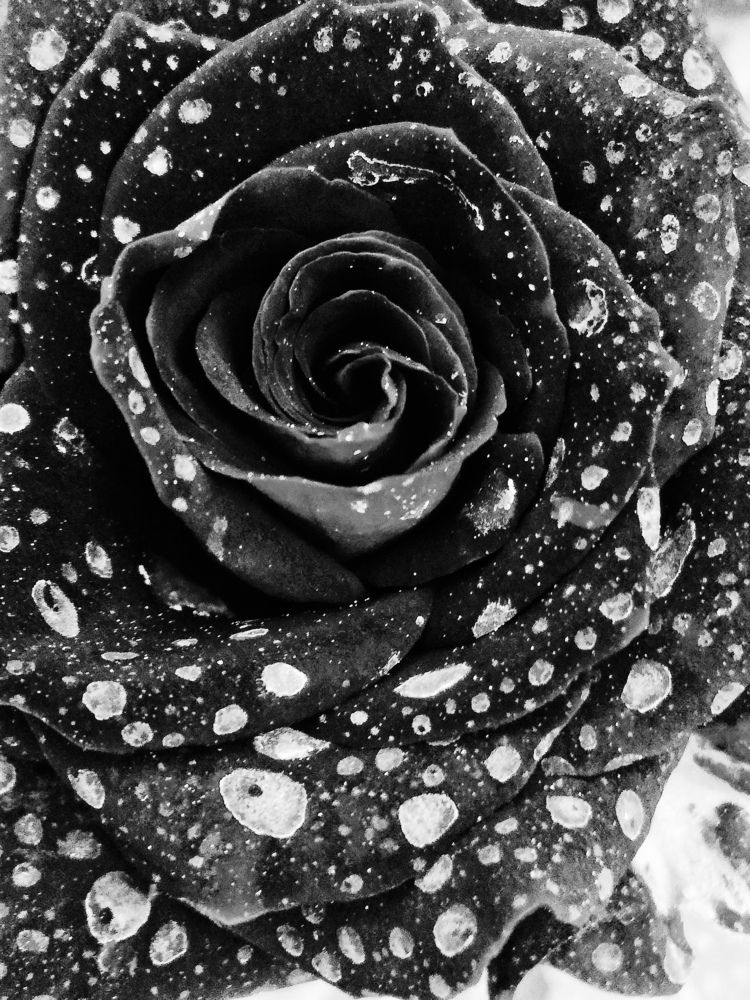 Photograph by Violet Kolahi