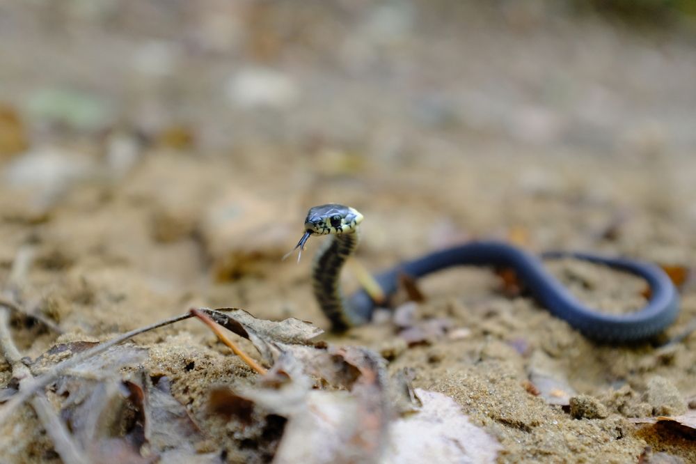 Photograph by Семен Батов