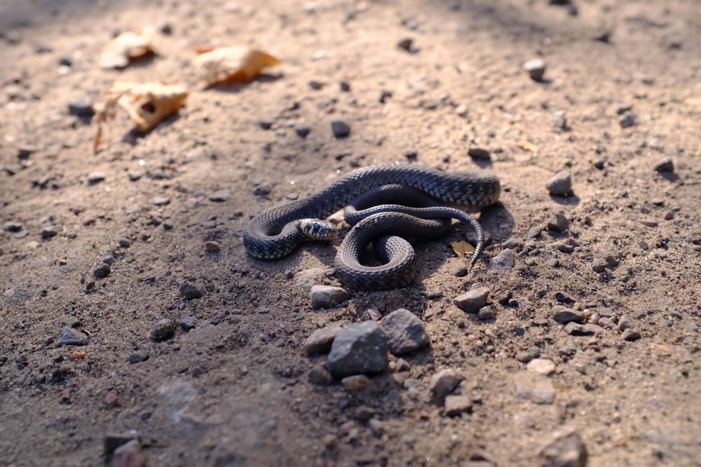 Photograph by Семен Батов