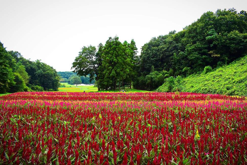 Photograph by Chakraborty Writuparna