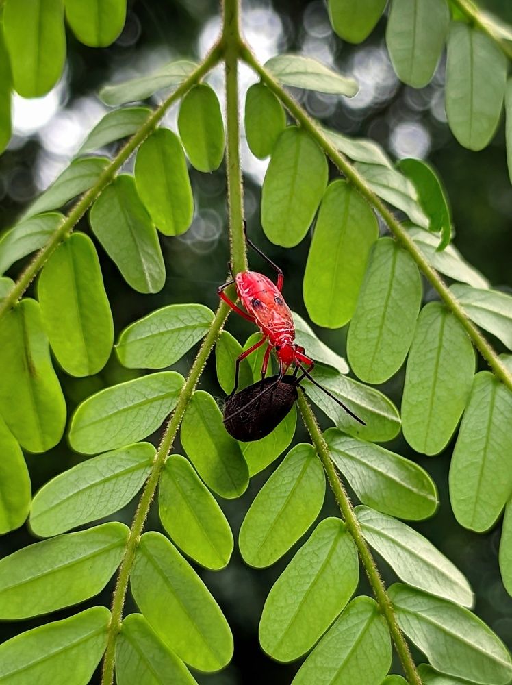 Фотография автора Ramprasad Das