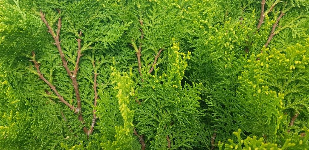 Фотография автора Ольга Мусина