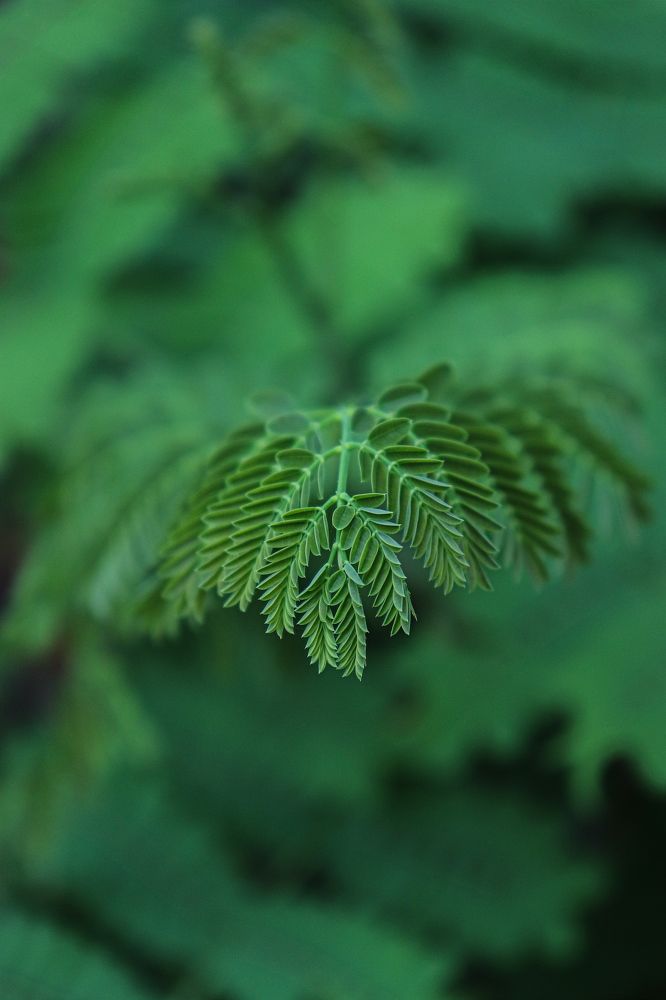 Photograph by Hari Nivas