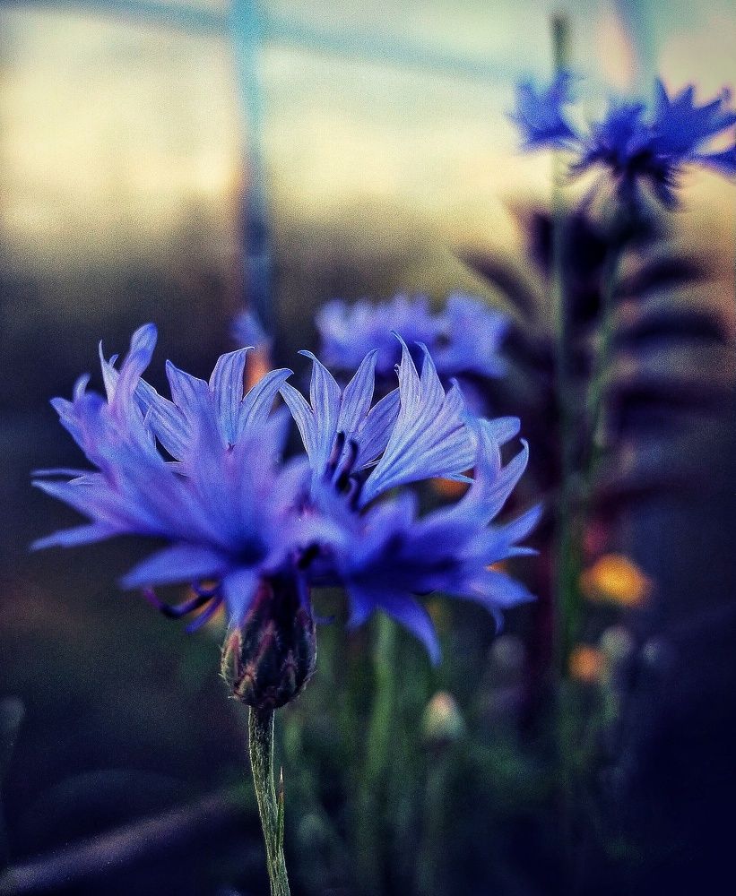 Photograph by 